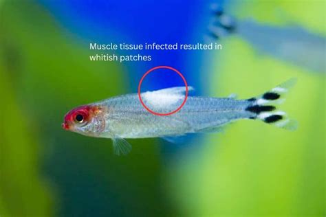 Tetra Fish Disease and Their Symptoms – Aquarium Fish Source.